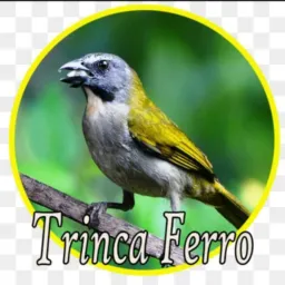 🇧🇷 Fúria dos rolos SG🦅🦅🦅