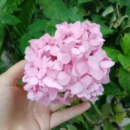 Plantas 🌹🪴💐🌺