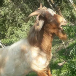 Só 🐑ovinos e 🐐caprinos 2