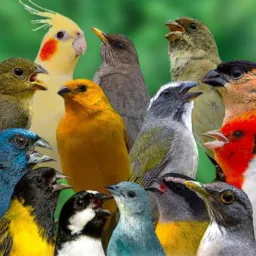 Verdadeiros criadores de aves 🦜