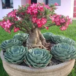 🌵🌿 Vendas e trocas de plantas 🌿🪴