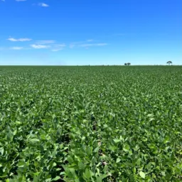 Agropecuária ARINOS MG - COMPRA E VENDA
