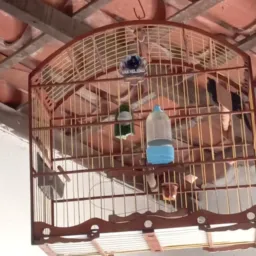 RIFA SE UM TRINCA FERRO TOP.DOS TOP