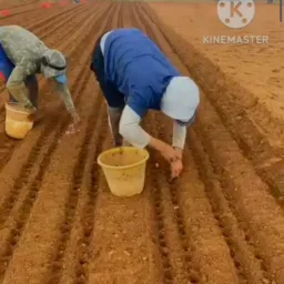 CORTE DE ALHO PAGAMENTO NA HORA 🧄🧄