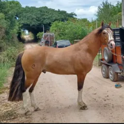 NEGÓCIOS RURAIS CANGUÇU, MORRO REDONDO