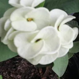 Rifa de flores
