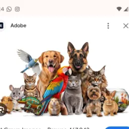 Grupo de doação animais Maringá ou Sarandi 🐶🐕🐈‍⬛🐩🦮🐎🐄🐢🐓🐦🪿🐠🦜🐿️🦅 animado é uma família
