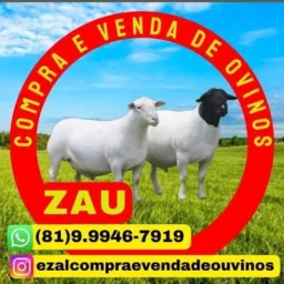Vendas e compras de ovino