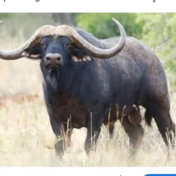 Grupo de vender e de trocar coisas