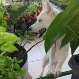 Vendas e Doações Juína MT