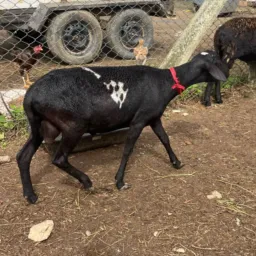 Rifa de um Carneiro com uns 15 kilos e 2 Pix de 50 reias🐑 por apenas 7 reias 🙏
