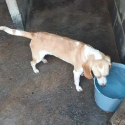 🍀🍇🍇 RIFA DE UM BINGO PURO BICOLOR URRADO GENÉTICA TOP DOS TOP