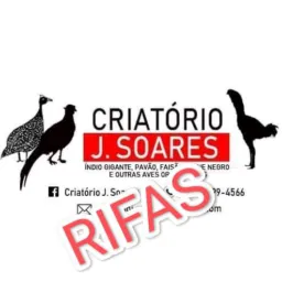 Rifas abelha e Aves do Criatório J. Soares🐝🐝🐝