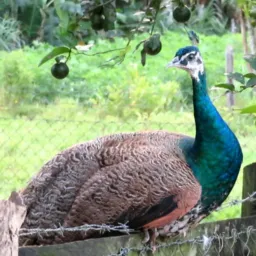 AVES Ornamentais. SC Região Norte
