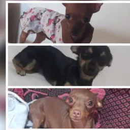 FAMÍLIA DOS PINCHTER CONHECIMENTO 🐾🐾
