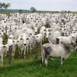 Compra e venda de gado RO 🐂