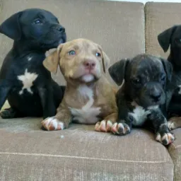 Venda de cães sete lagoas
