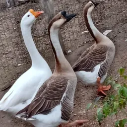 Venda de animais