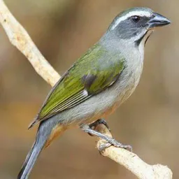 Trinca ferro Meriti
