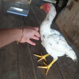 🤠Rifa de um frango índio combatente 🤠