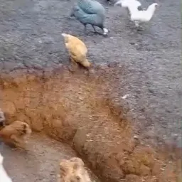 Rifa de 21 animais