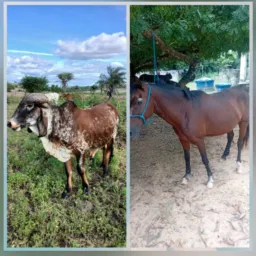 "Rifa de Um Boi e Um Cavalo"