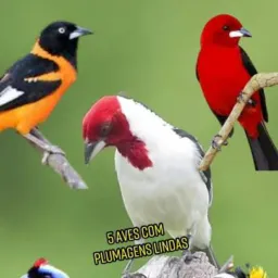 Animais de todas as espécies