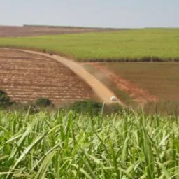 Nos canaviais de Alagoas 🚜