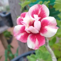 DOAÇÕES TROCAS DE PLANTINHAS EM  JUINA E REGIÃO 🪴💐✅