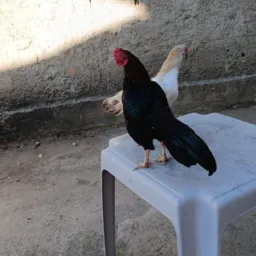Mini mura combatente BHe região