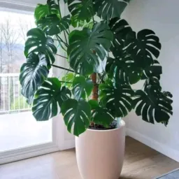 🌱🌿Só plantas doações e vendas de Plantas 🌺☘️🪴