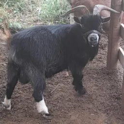 TROCA E VENDA ANIMAIS🐄🐏🐎