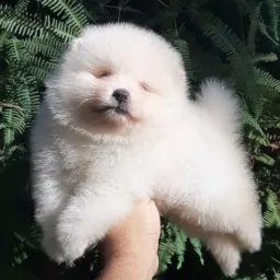 Concorra Lulu da pomerania macho 🐻‍❄️🐾ou uma viagem inesquecível ✈️🎉
