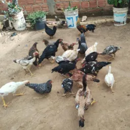 Grupo compra e venda de animais Alphaville município de cristalina