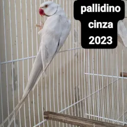MACHO PALLIDINO 2023 OU PIX DE 1.300