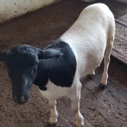 GRUPO DOS AMIGOS