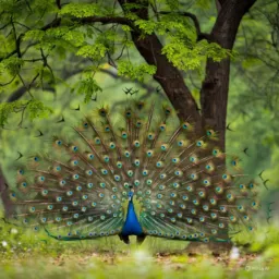 🌳Universo Verde🦚