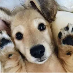 Animais: Compra, Venda e Doação 🐾