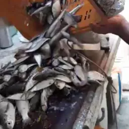 Pescarias 🎣 🐠🐡🦀🦞🦐🐟