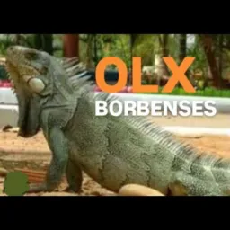 🚀OLX BORBENSES🚀