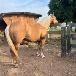 GRUPO DE CRIADORES DE CAVALOS PUROS E SIMPATIZANTES