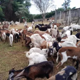 🤠🦅Grupo de informações, compras e vendas e trocas de animais SP e Regiões e outros estados 🐂🐄🐎🐏🐑🐐🐖