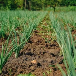 Vagas terceirizadas🥕🌶️🍅🍎🍊🌽🧅