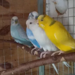 SÓ ANIMAIS BAHIA 🦜🐷😋🐮🐰