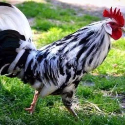 AVES na CIDADE comprar e venda