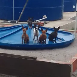 Pinscher Região dos Lagos 🐕