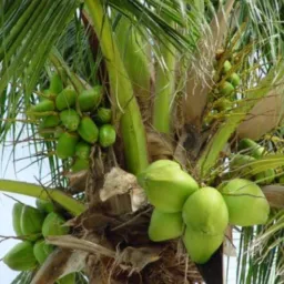AGRICULTURA - RODELAS