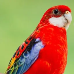 Grupo de vendas de pássaros.proibidos outros tipo de vendas