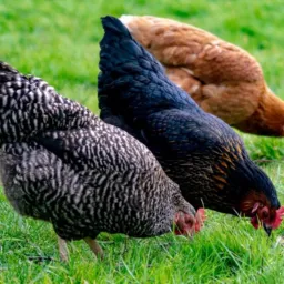 Venda E Trocas De Galinhas E Outras Aves