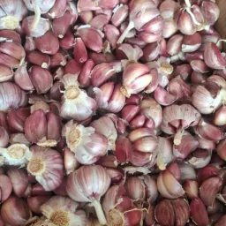 Alhos roxo em Otacilio e palmeira!